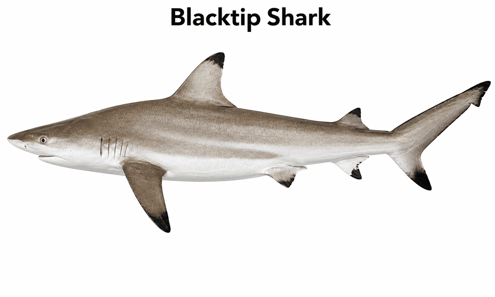 Blacktip Shark