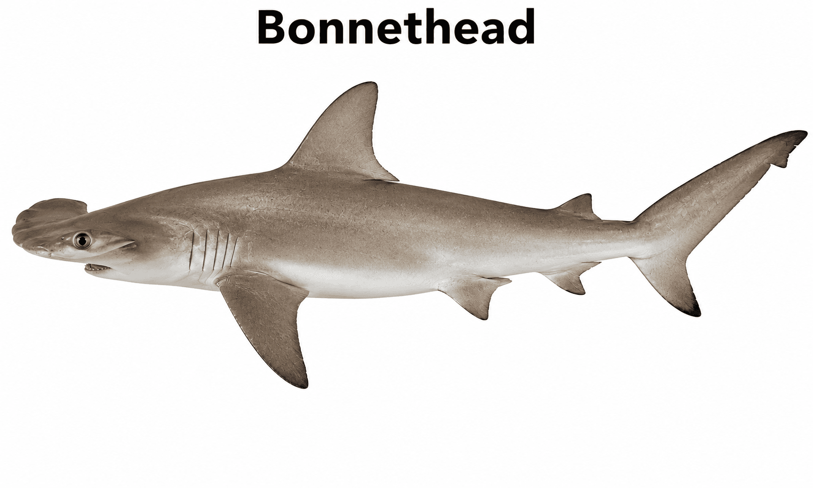 Bonnethead Shark