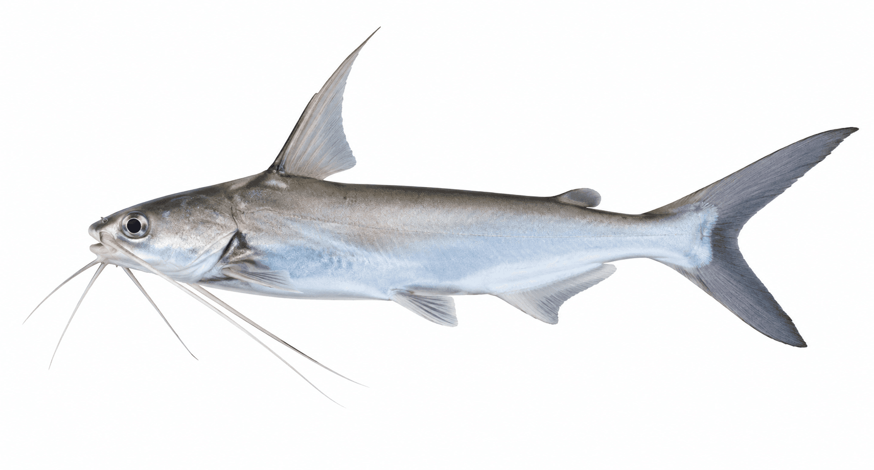 Gafftop Catfish