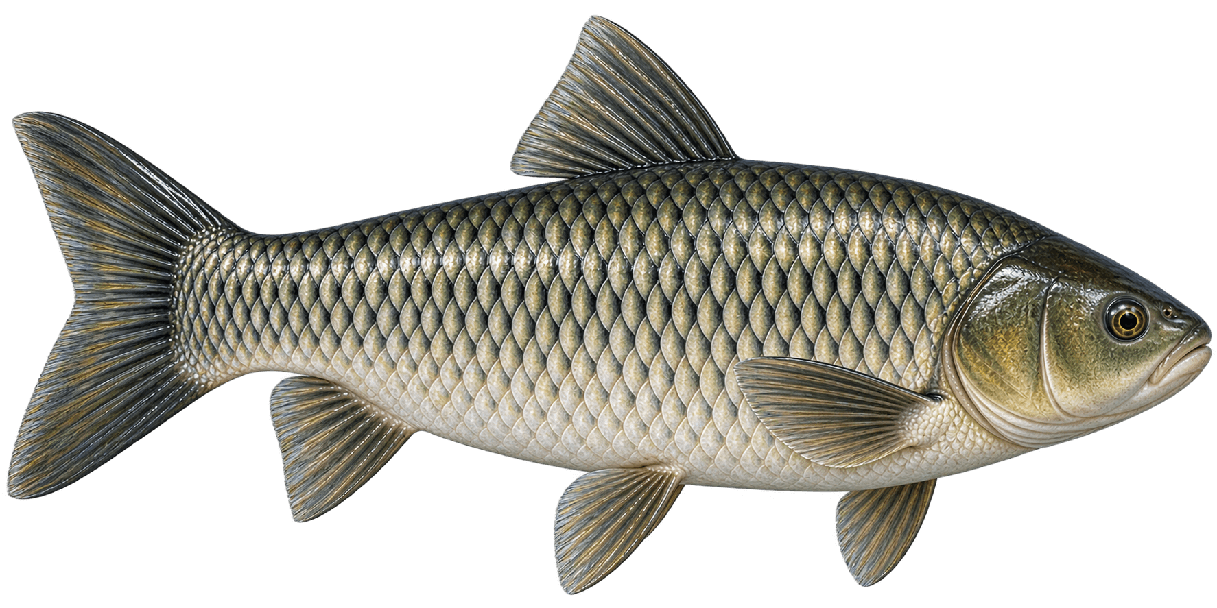 Grass Carp