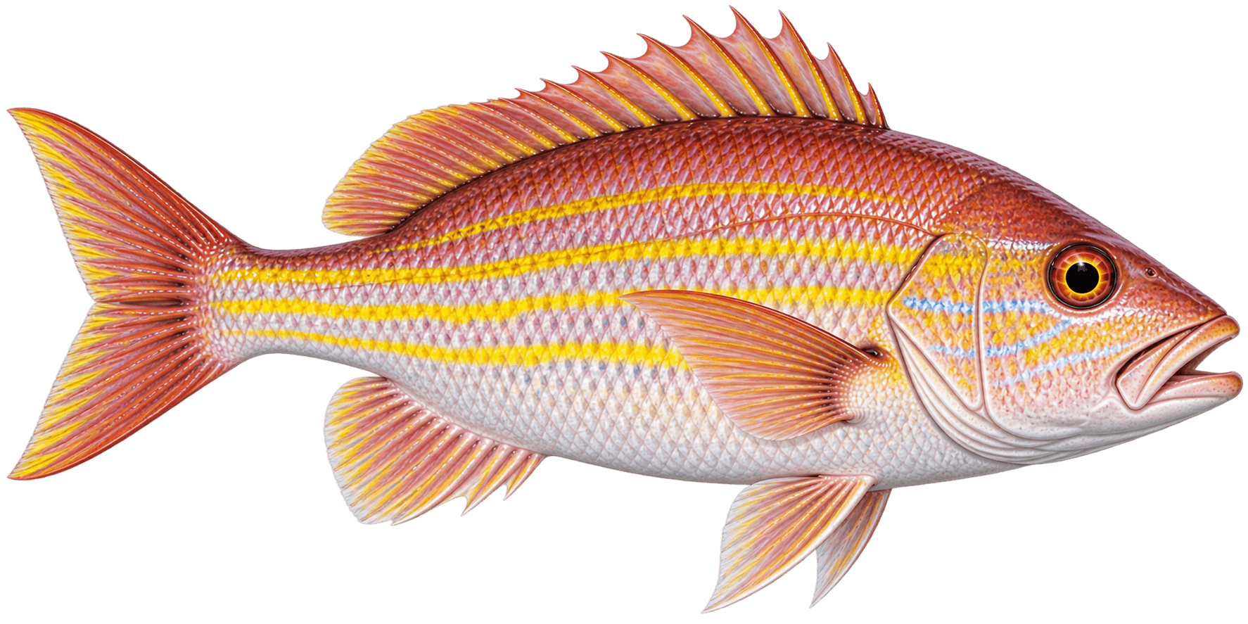 Lane Snapper