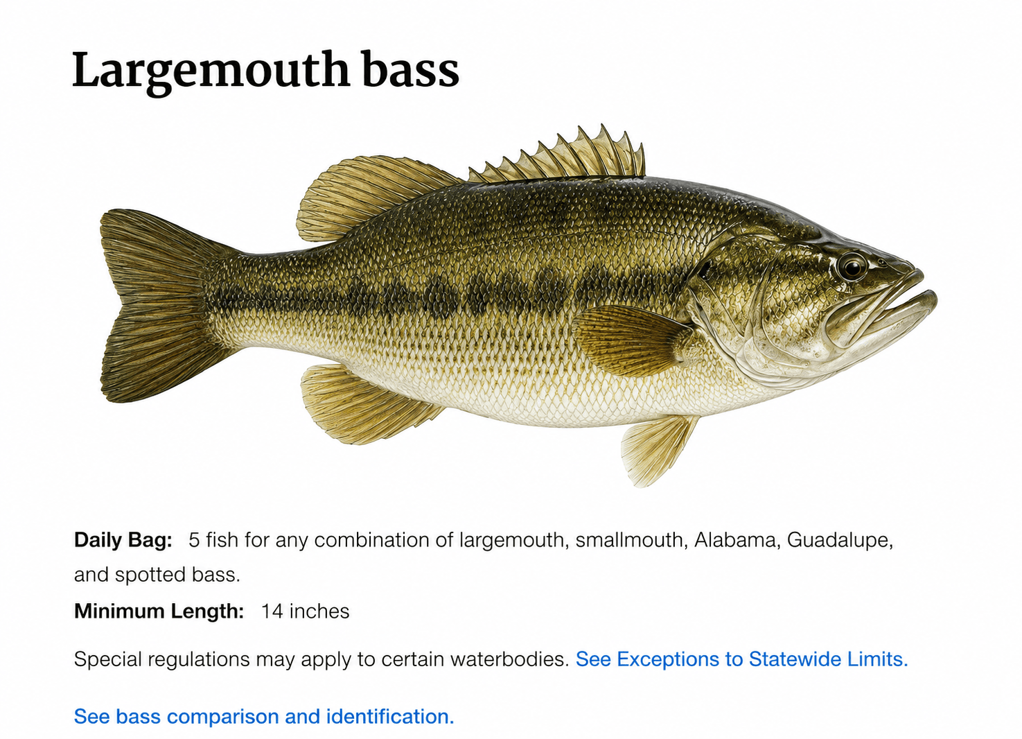 Largemouth Bass