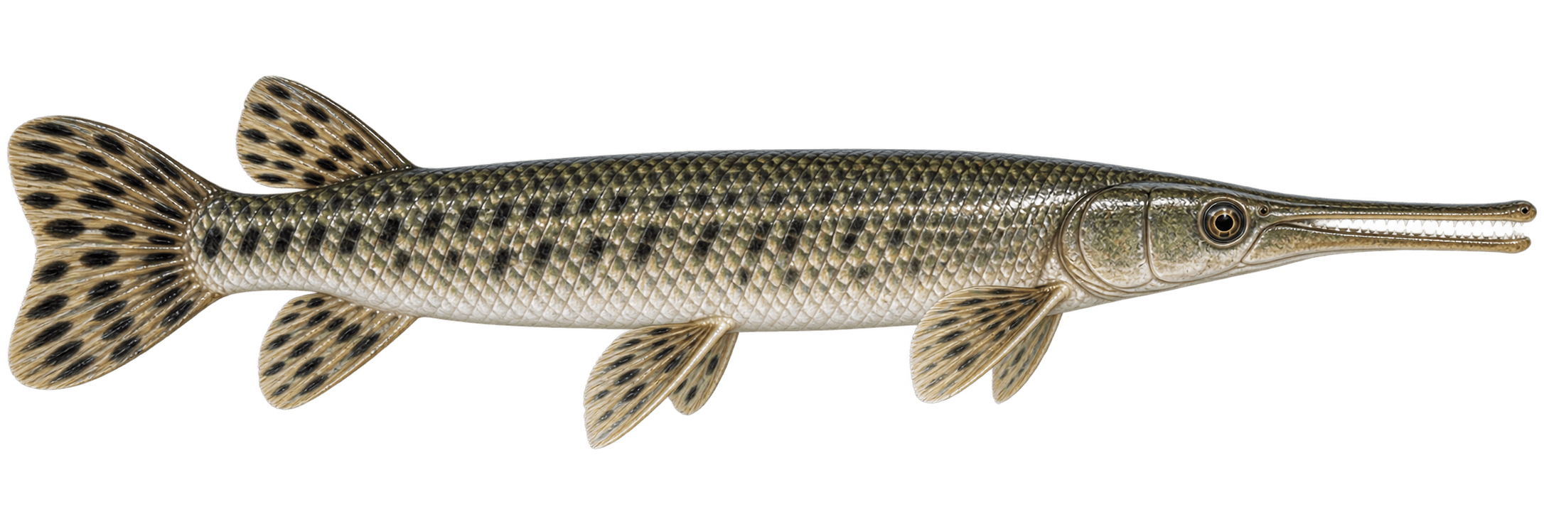 Longnose Gar
