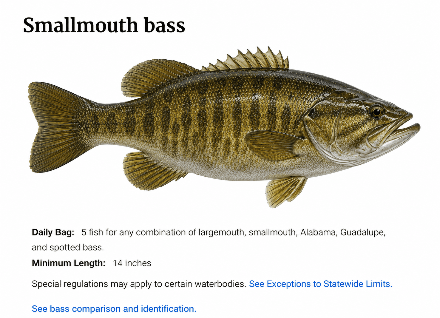 Smallmouth Bass