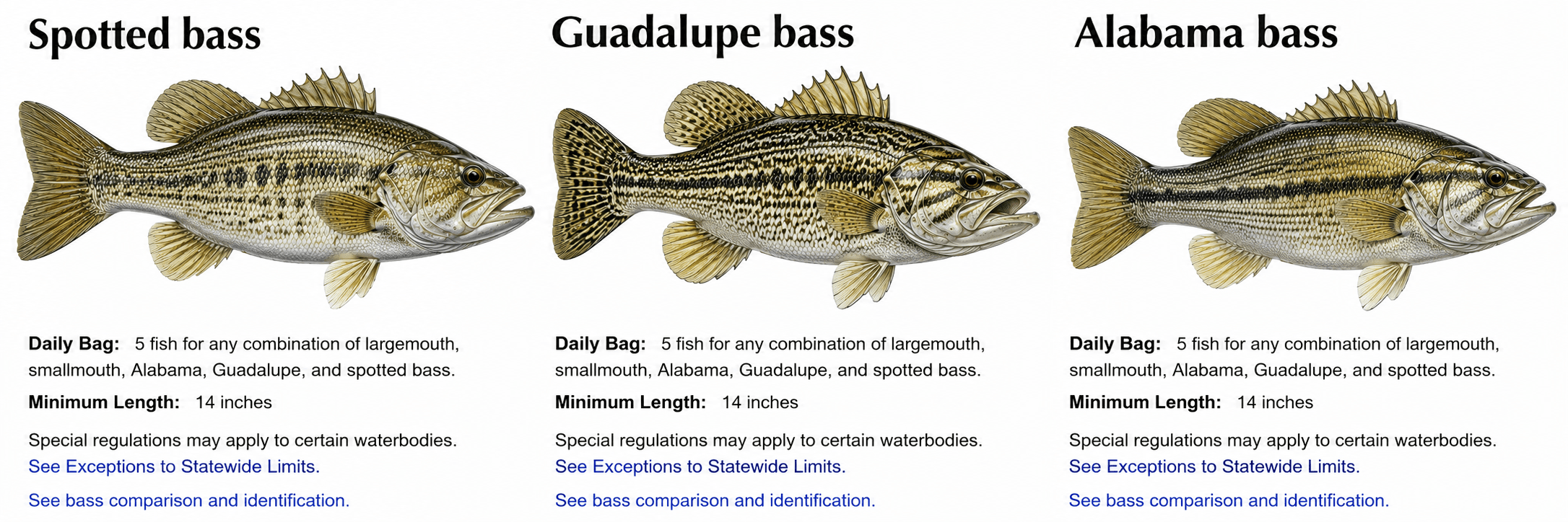 Guadalupe Bass