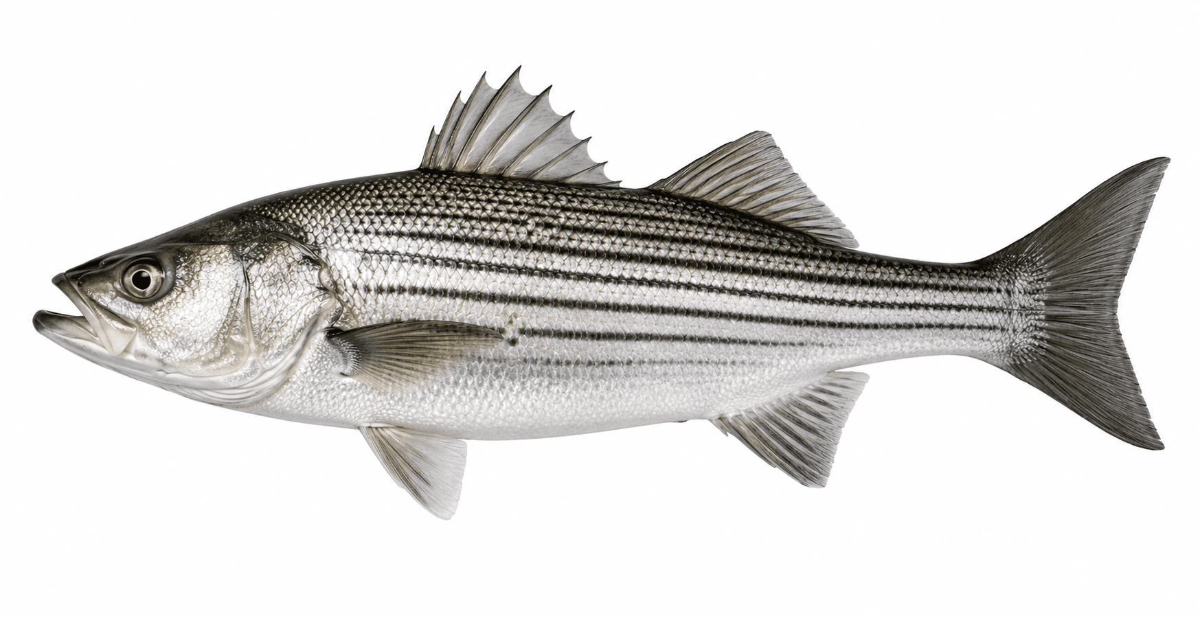 Striped Bass